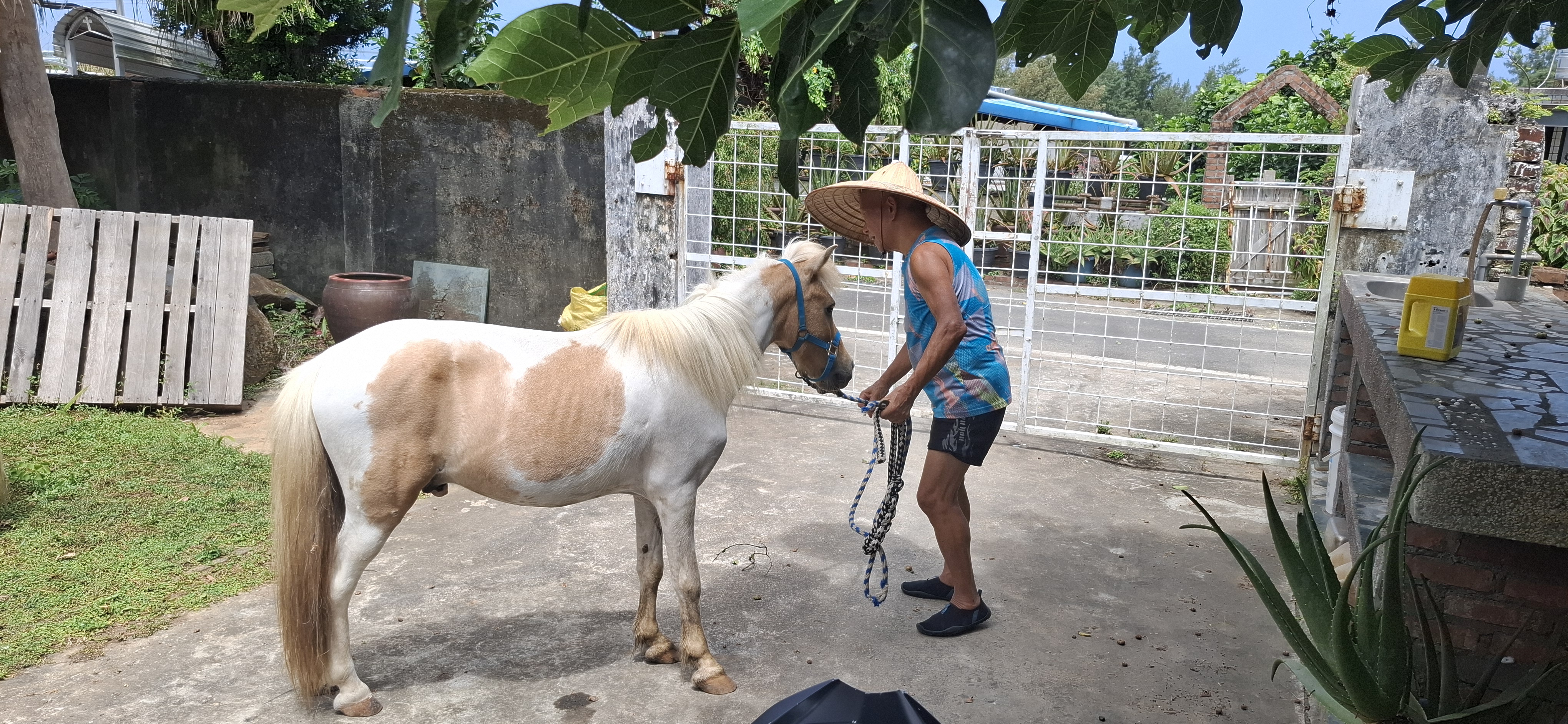 老農與小馬相互療愈