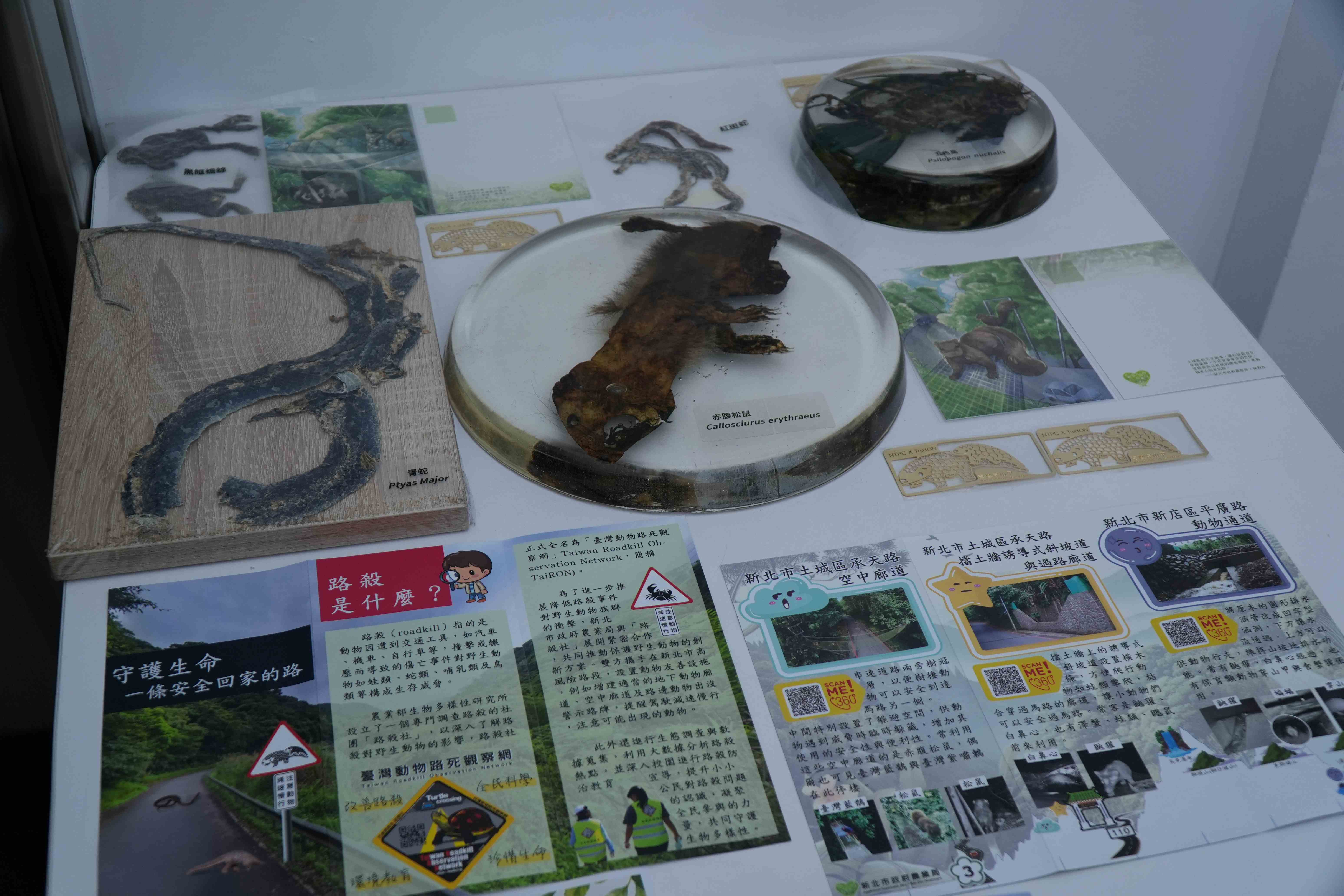 路殺成果及動物標本展示