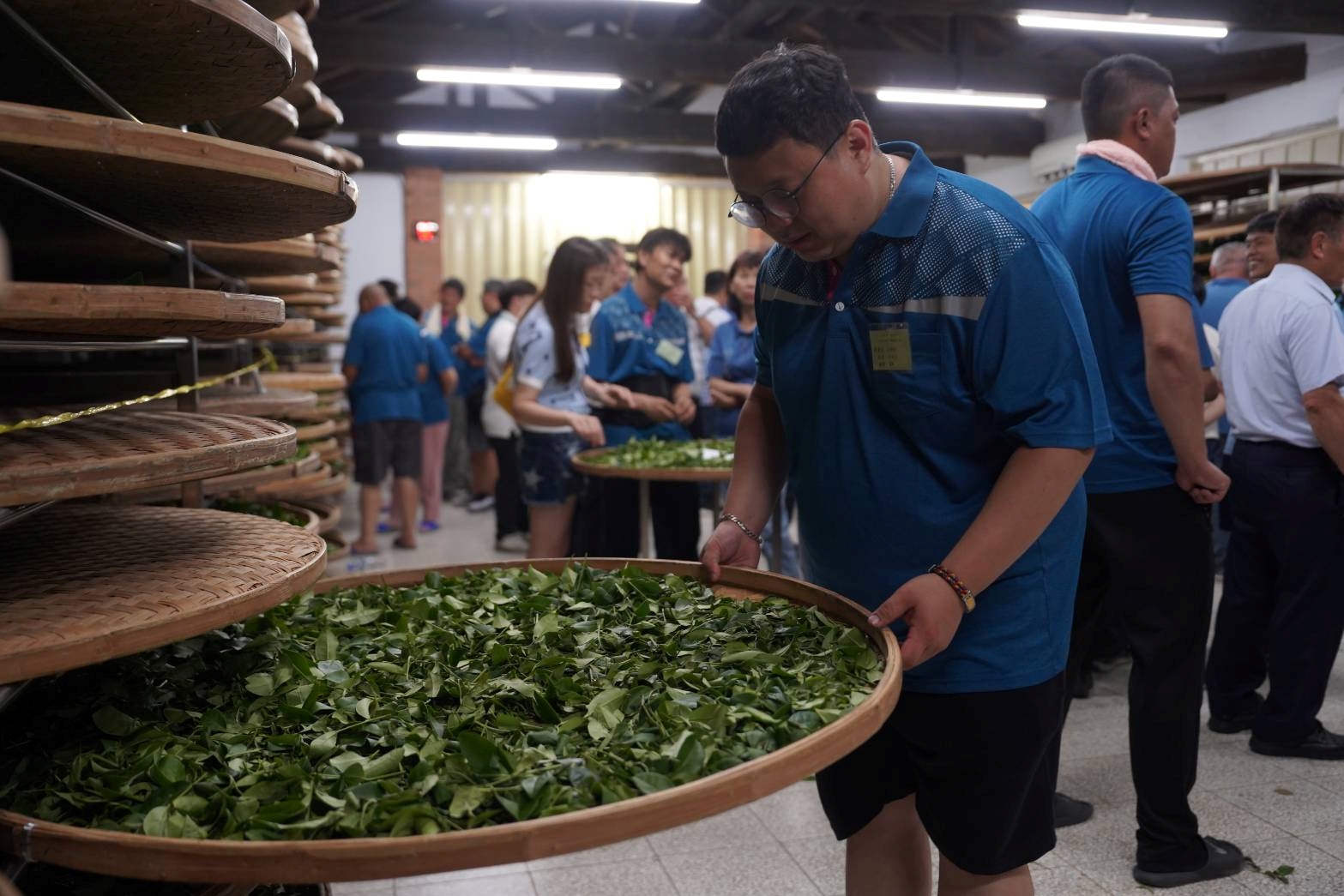 選手們需使用相同的茶菁與製茶環境在2天1夜內完成繁復工序，考驗製茶師對溫濕度與茶菁狀態的精準掌控、體能、耐力及臨場應變能力