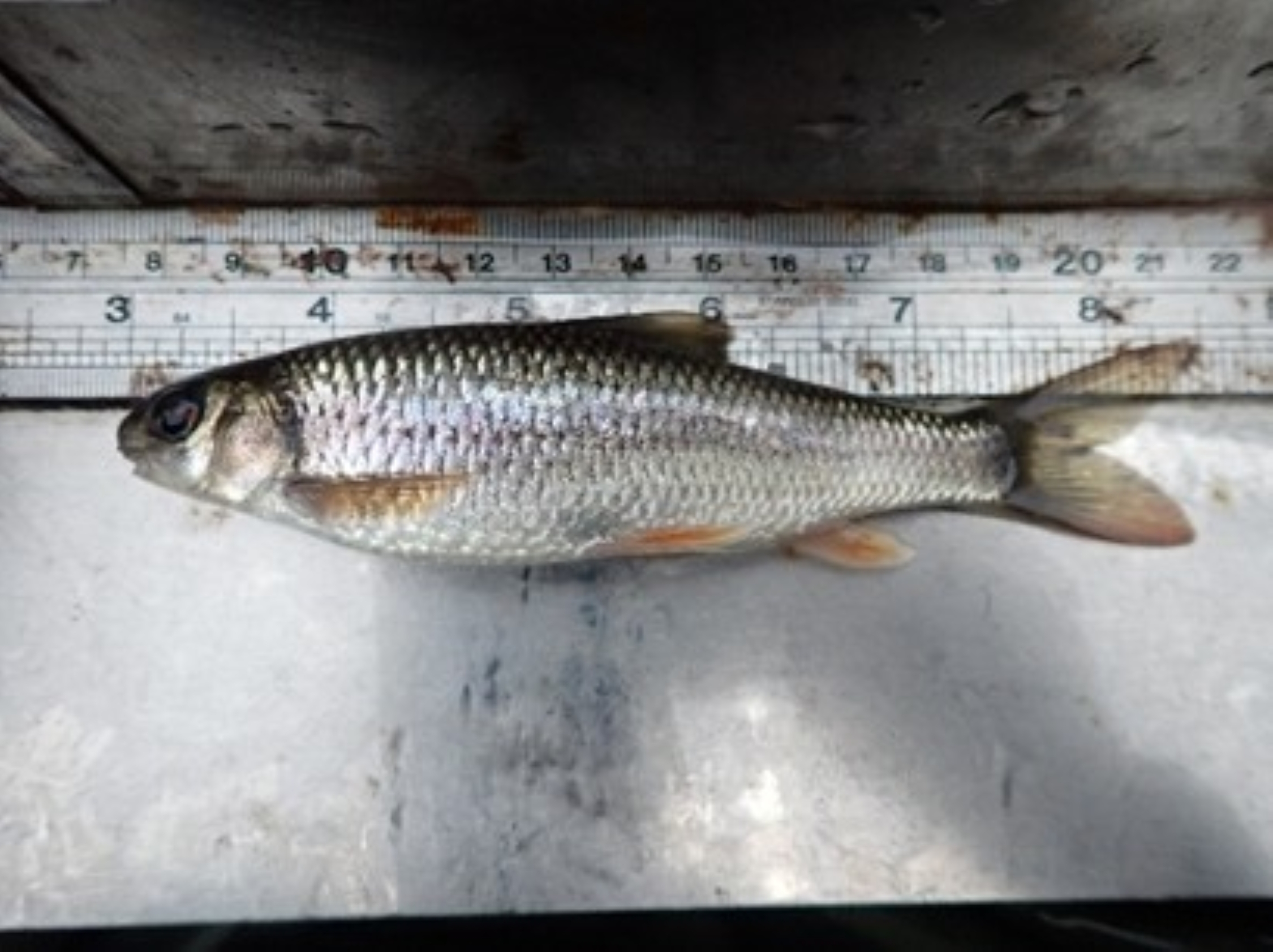 臺灣白甲魚俗稱苦花，是生態學家眼中的「水質指標物種」