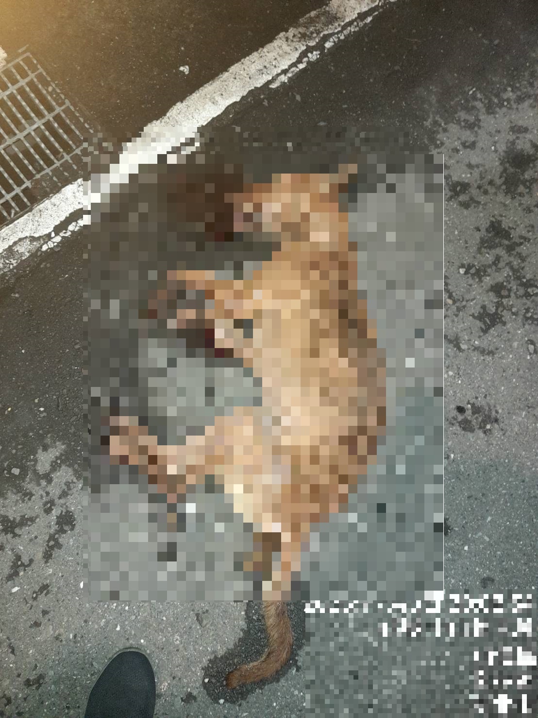  本案犬隻墜樓死亡