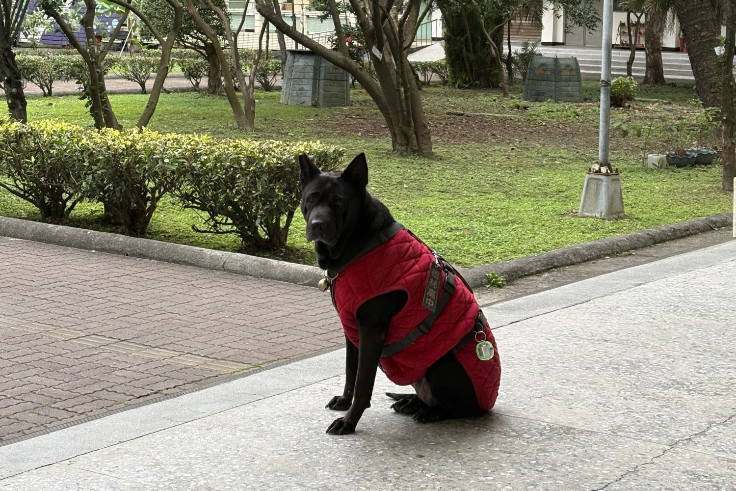 陪伴樹林高中師生多年的校園犬「ASUS」