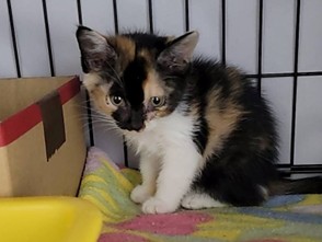 飼主與動物醫院針對診療流程及費用充分討論，有助於共同作出適當的醫療決策。
