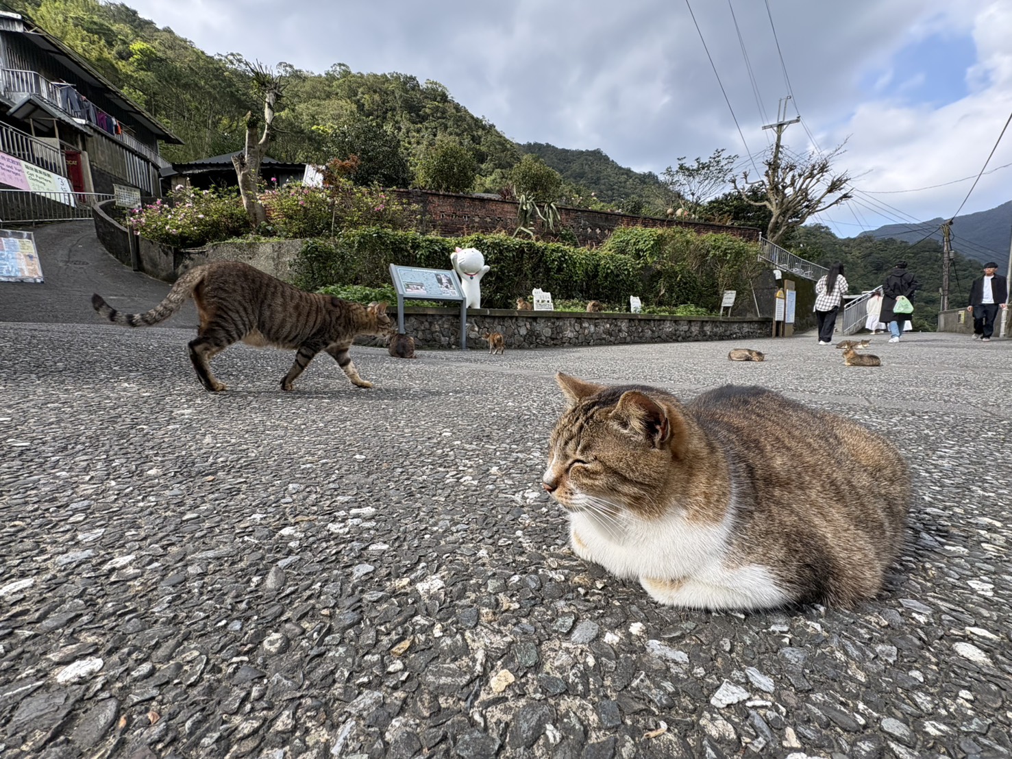  來猴硐貓村要遵守「友善貓咪5守則」1.飼養不棄養、2.晶片、絕育、疫苗、3.勿大聲喧嘩、追趕貓咪、4.垃圾不落地及5.不隨意餵食貓咪