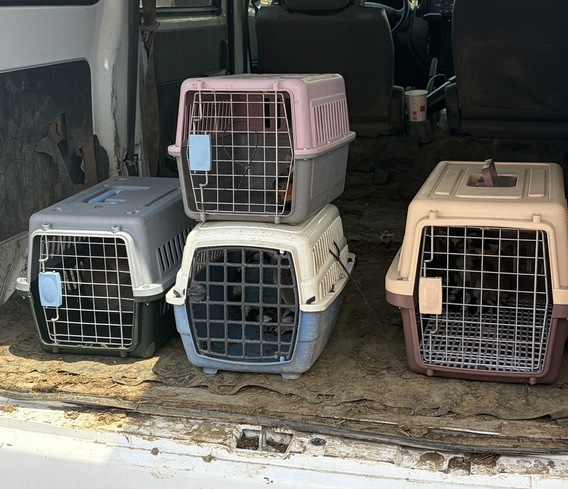 於後車箱查獲5隻環尾狐猴