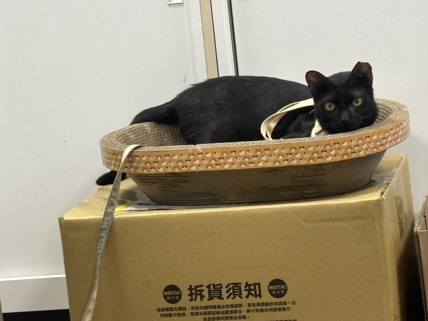 出來放風也都會自行乖乖地待在貓抓窩內，不會應激也不會吵鬧，等待有人來摸摸牠陪牠玩