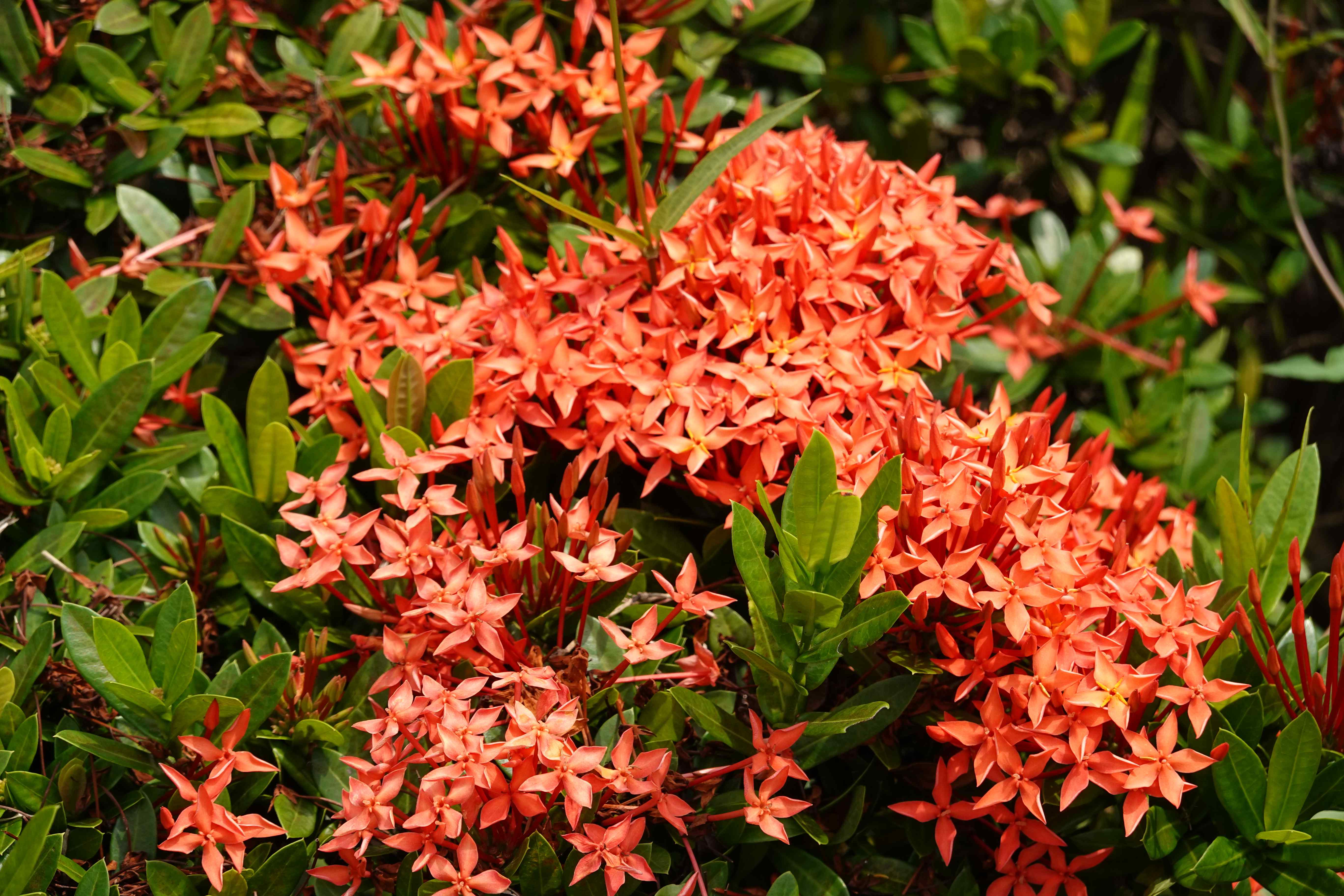  燦爛花叢迎風盛開，點綴出河濱公園的繽紛活力