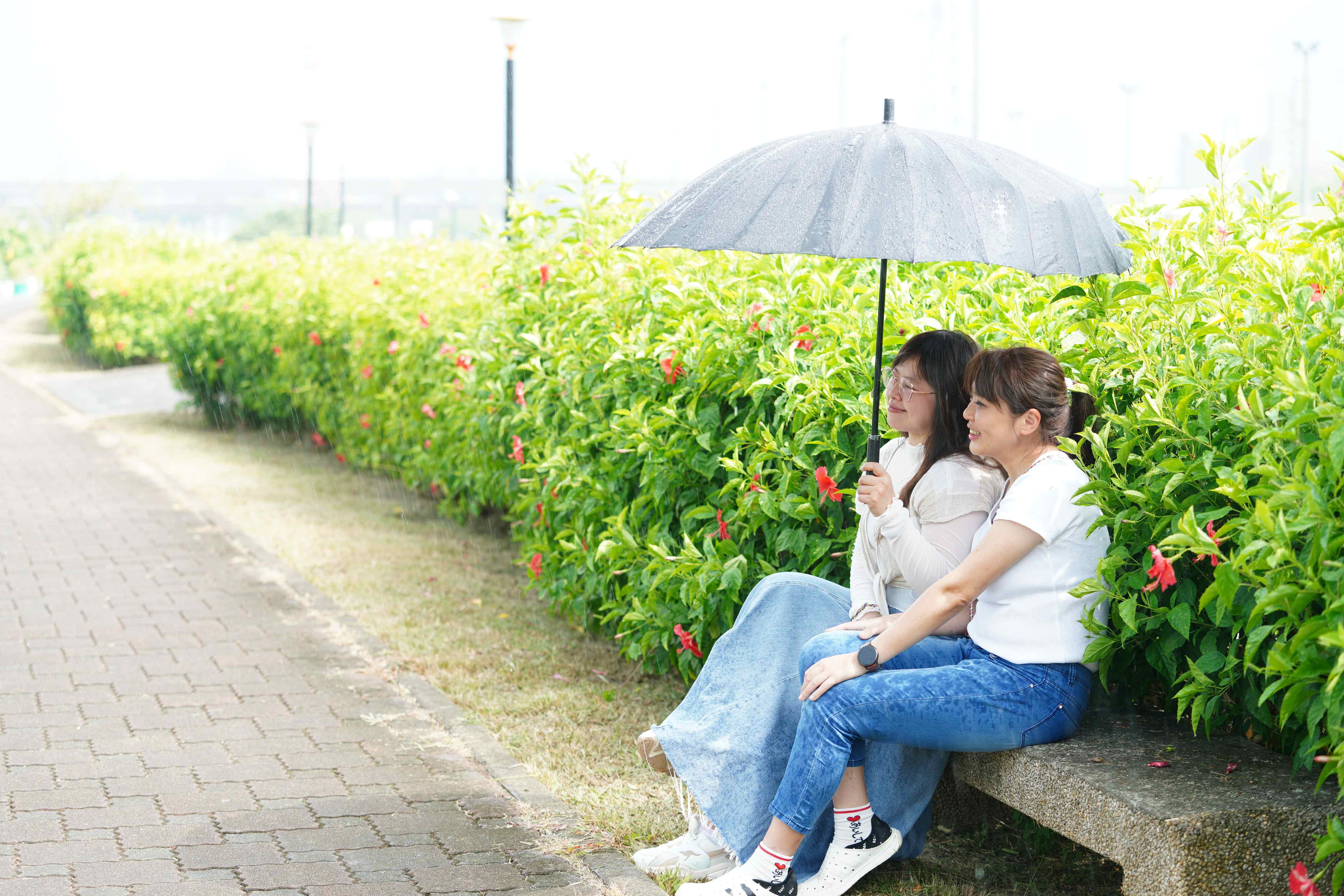  三重淡水河畔朱槿也陸續開花爭艷