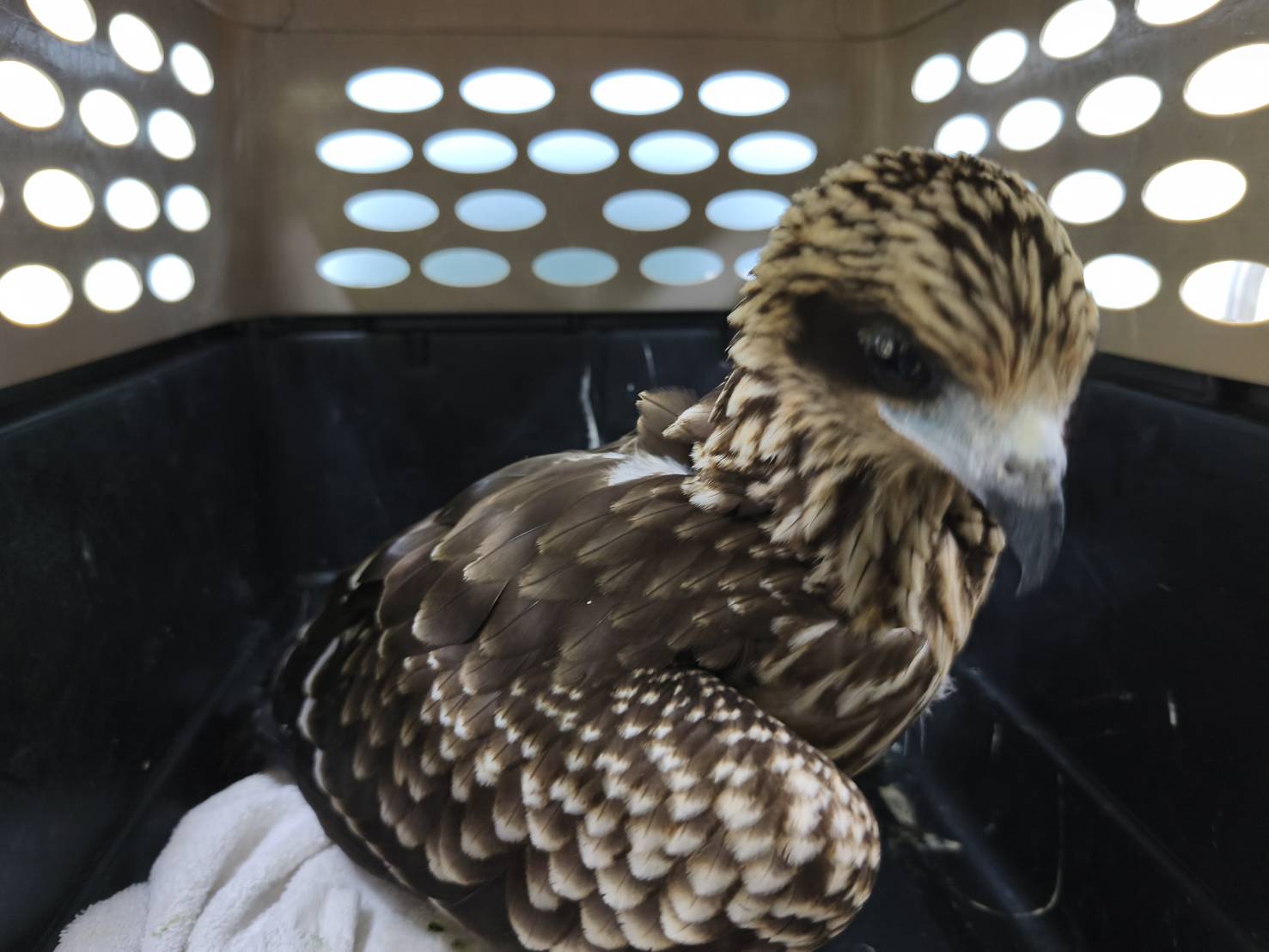 人類不當餵食看似出於善意，卻可能讓野生動物失去野性，付出健康或生命代價