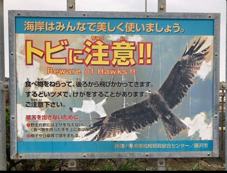 日本神奈川縣川江之島告示牌，黑鳶搶食行為非天性，而是長期人為餵食