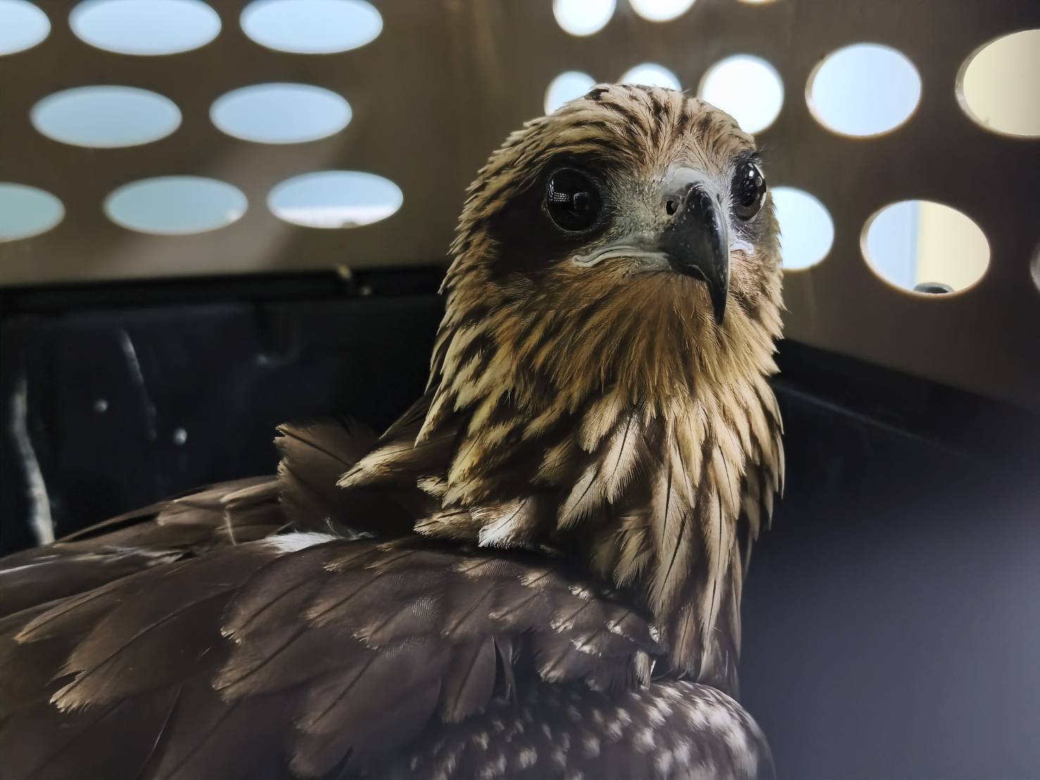 這隻黑鳶是猛禽協會長期追蹤監測幼鳥編號「藍K4」