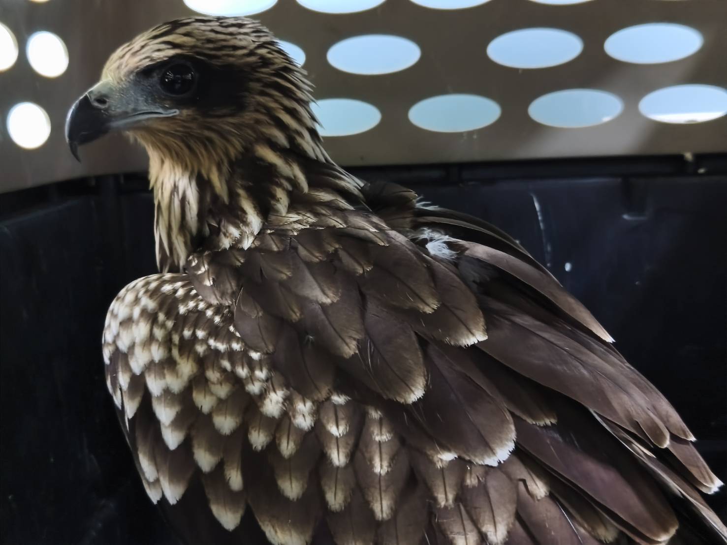  黑鳶屬於機會型掠食者兼食腐性猛禽，捕食鼠類、魚類、小型鳥類及昆蟲