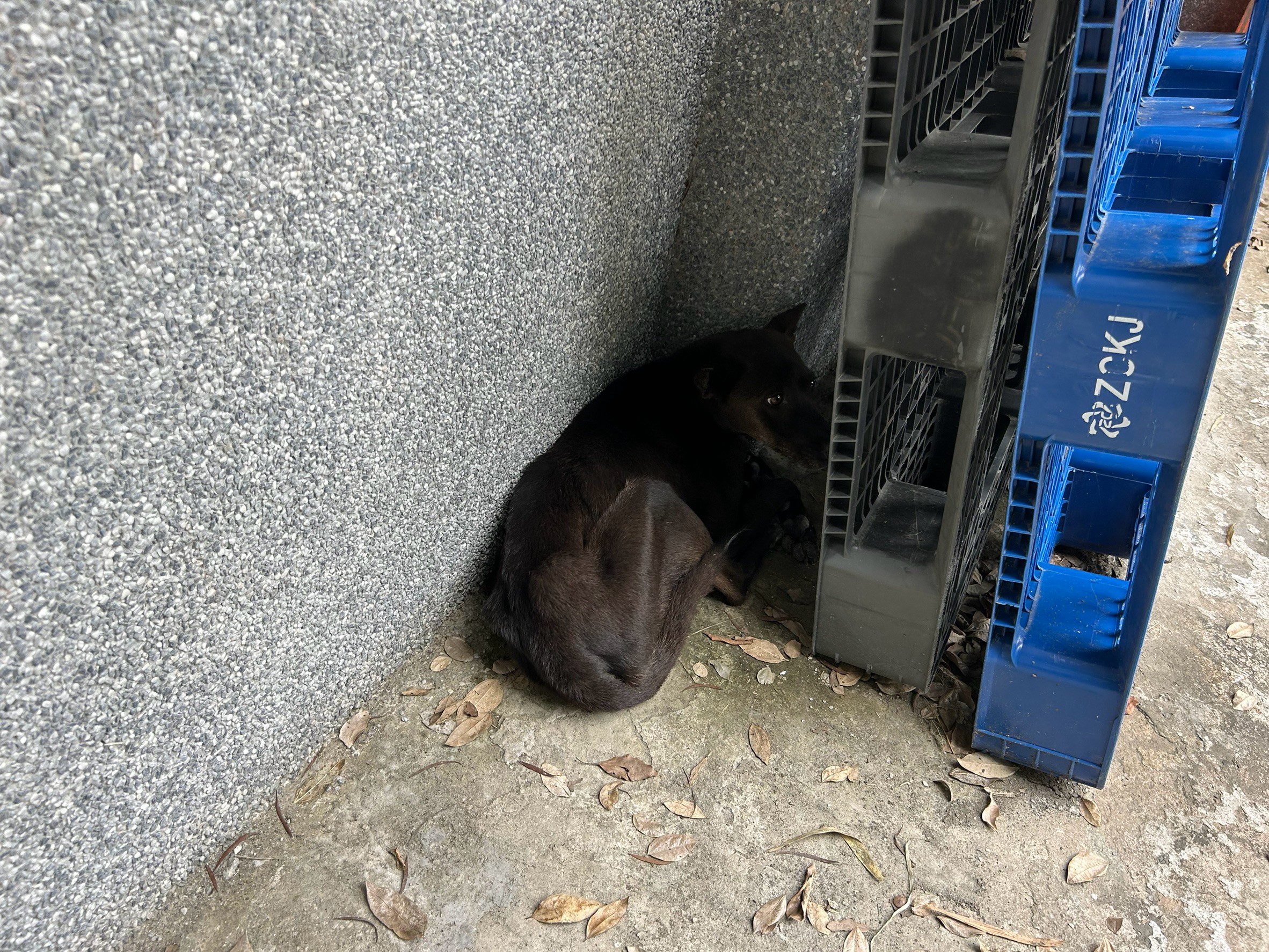  清查新北市內遊蕩犬族群犬隻