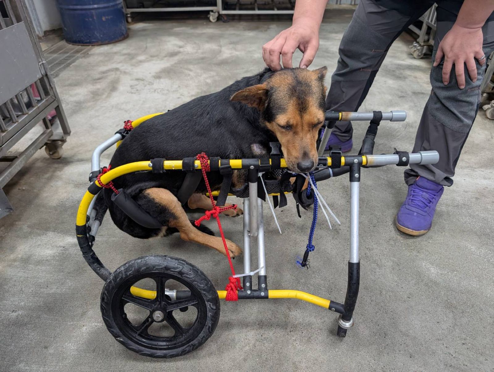 學習如何使用輔具的犬隻。