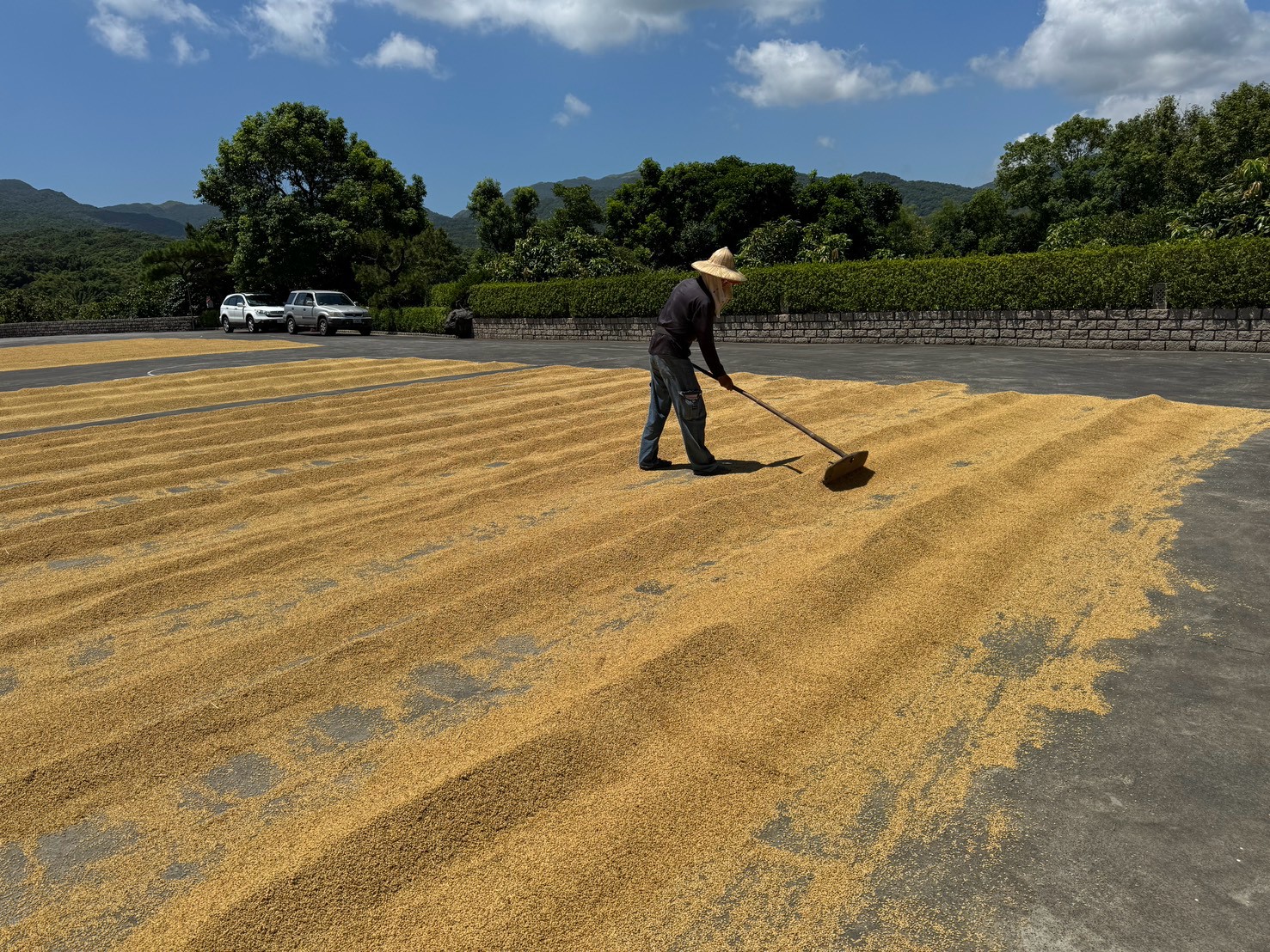 在地居民還維持著傳統的曬穀方式，準備家裡接下來一整年的米糧