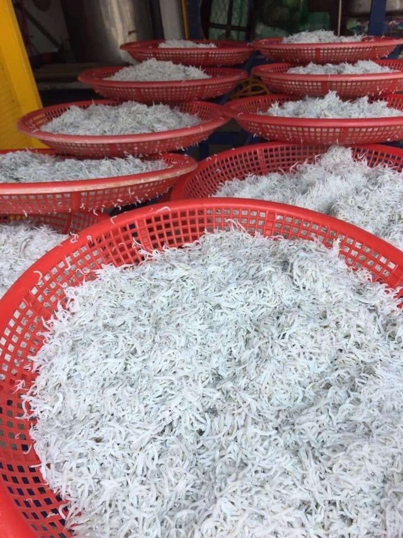 臺灣魩鱙漁業主要捕撈對象為刺公鯷、異葉公鯷及日本鯷等魚類的仔稚魚