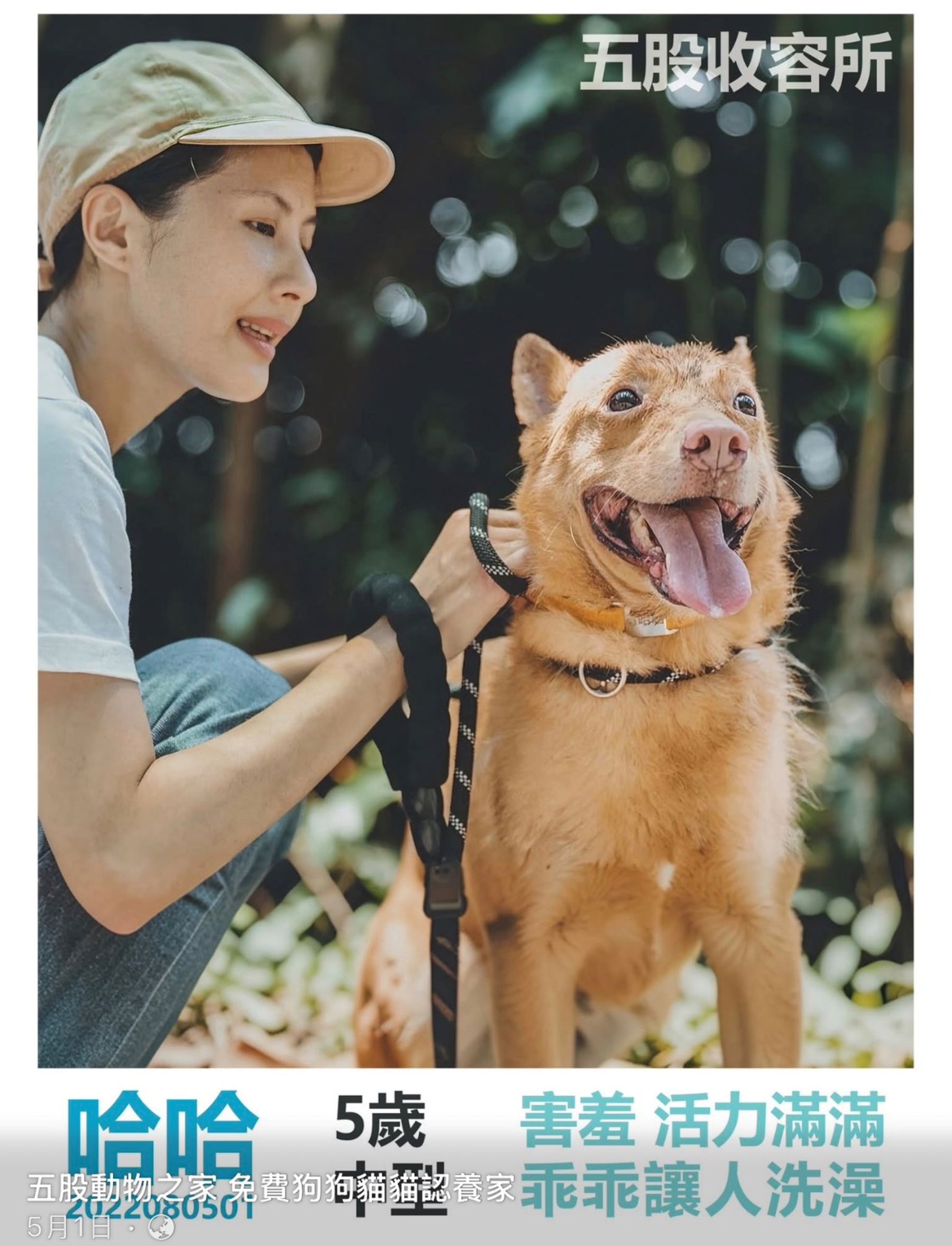 明星犬哈哈