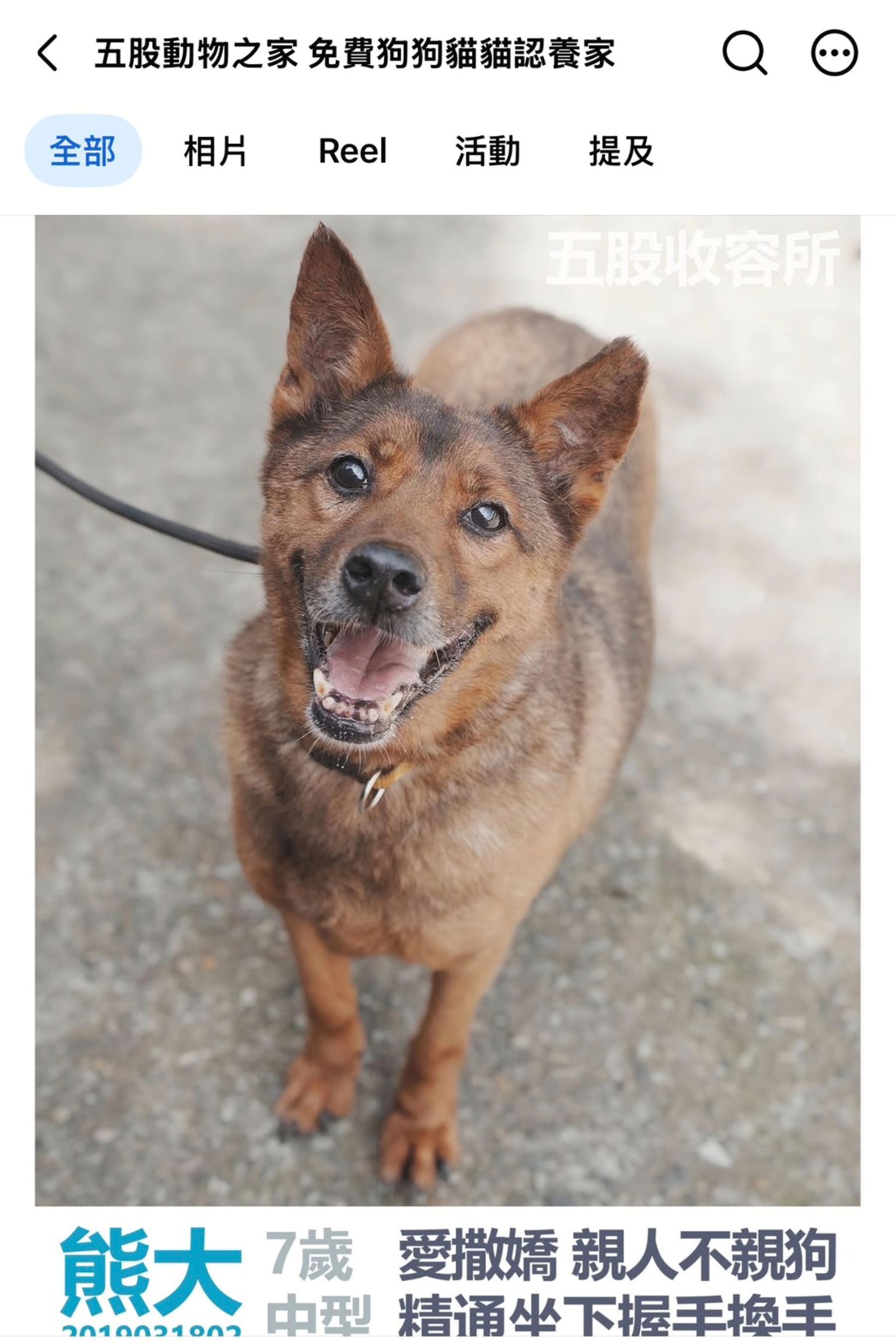 明星犬熊大