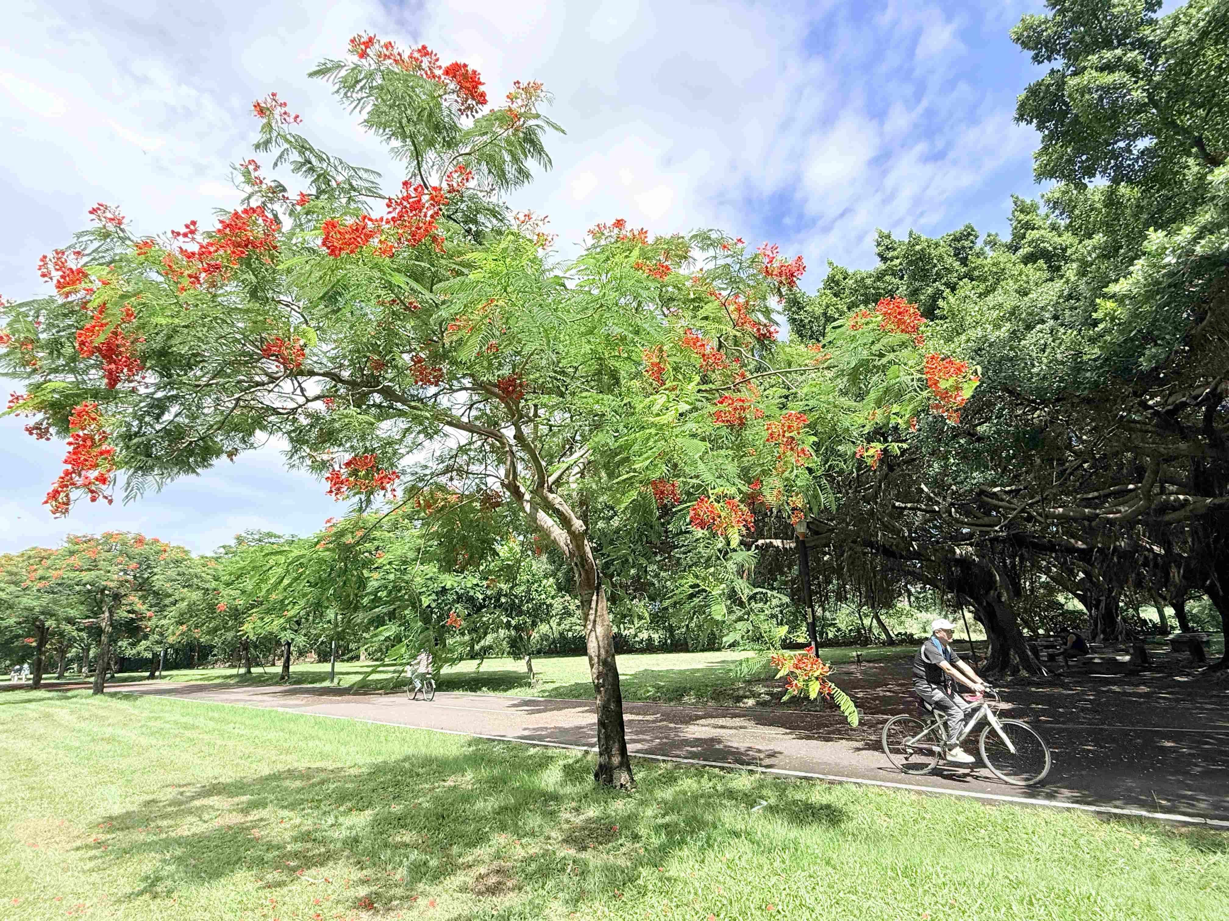  火紅鳳凰木染新海 夏末河濱添浪漫