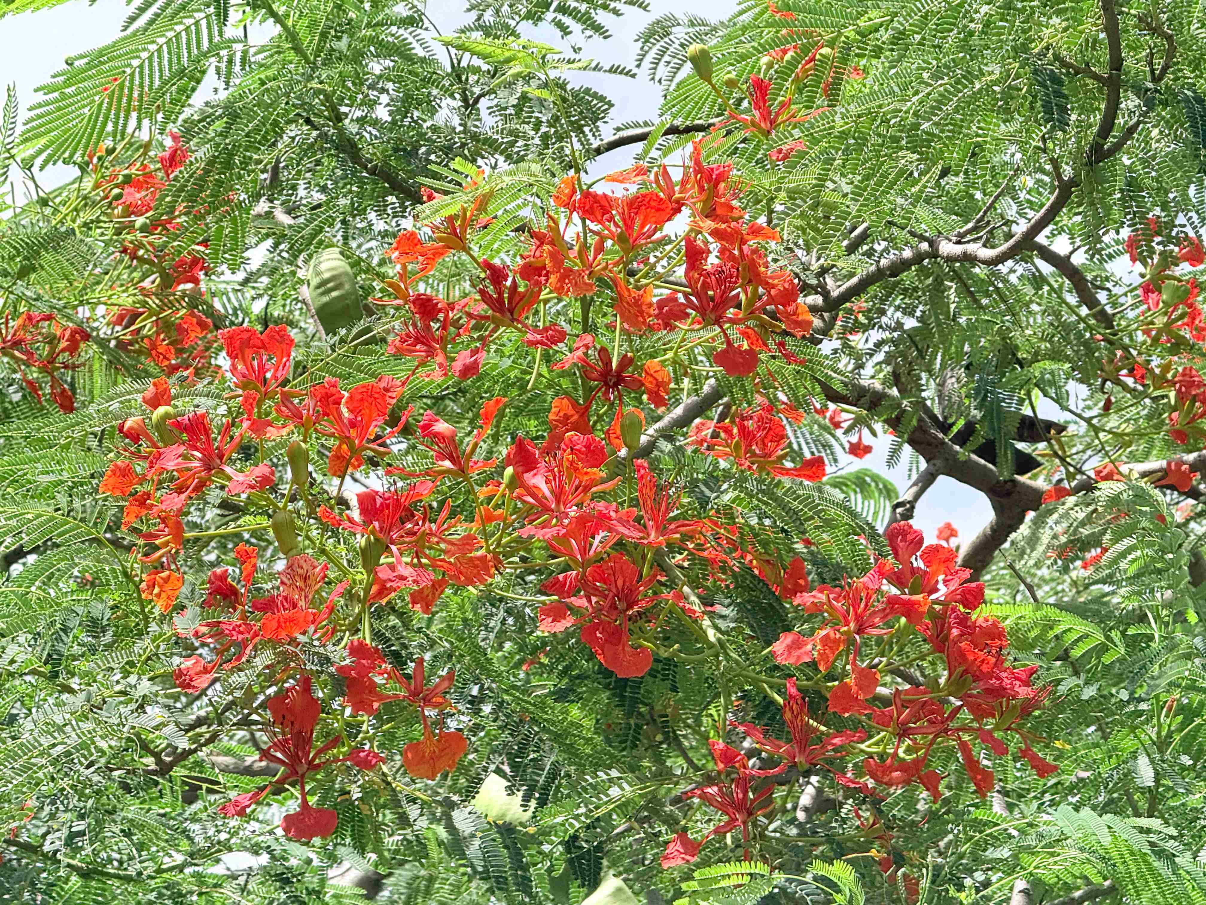  夏末追花到新海 鳳凰木火紅綻放