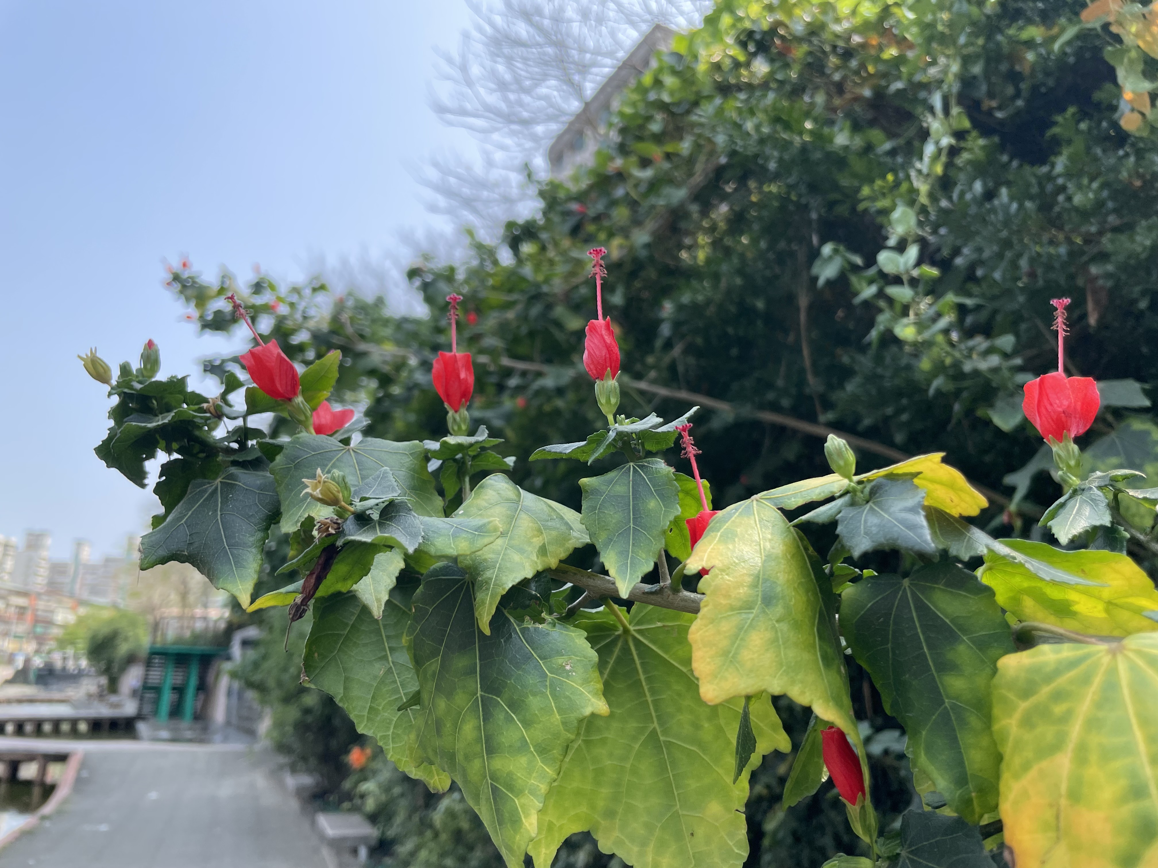 現在正是中港大排花卉的盛開期，是拍照打卡的絕佳地點