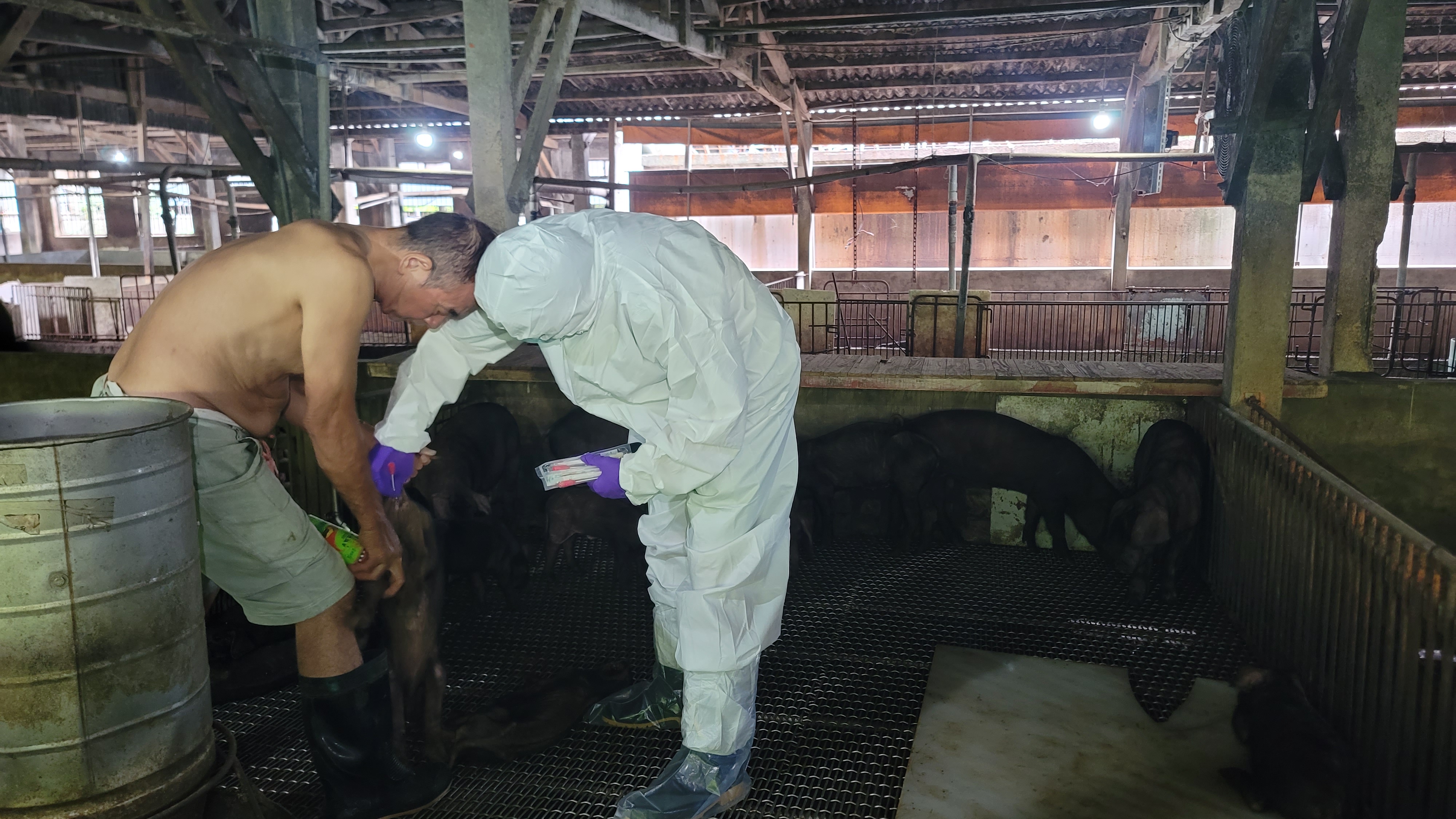 豬隻肛門採樣
