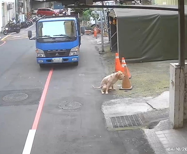犬隻獨自在外隨意便溺 (一旁有貨車)