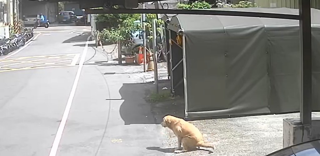 犬隻獨自在外隨意便溺