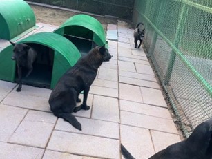 犬隻於居住環境內散步