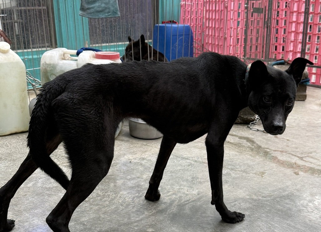 民間收容所協助收容不擬飼養犬隻1