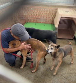 狗場內與犬隻互動