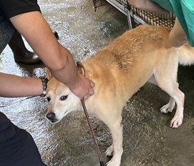 將要施打疫苗的犬隻