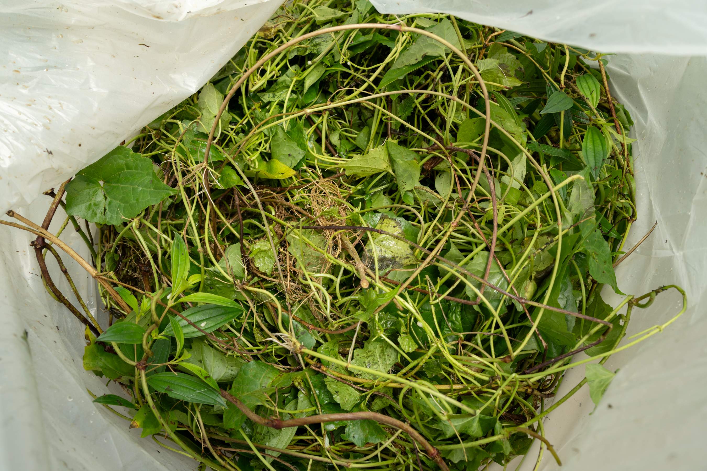 小花蔓澤蘭由於生長快速，攀爬蔓延能力強，對原生植物及森林生態造成威脅，被國際自然保護聯盟（IUCN）列為「世界百大外來入侵種」