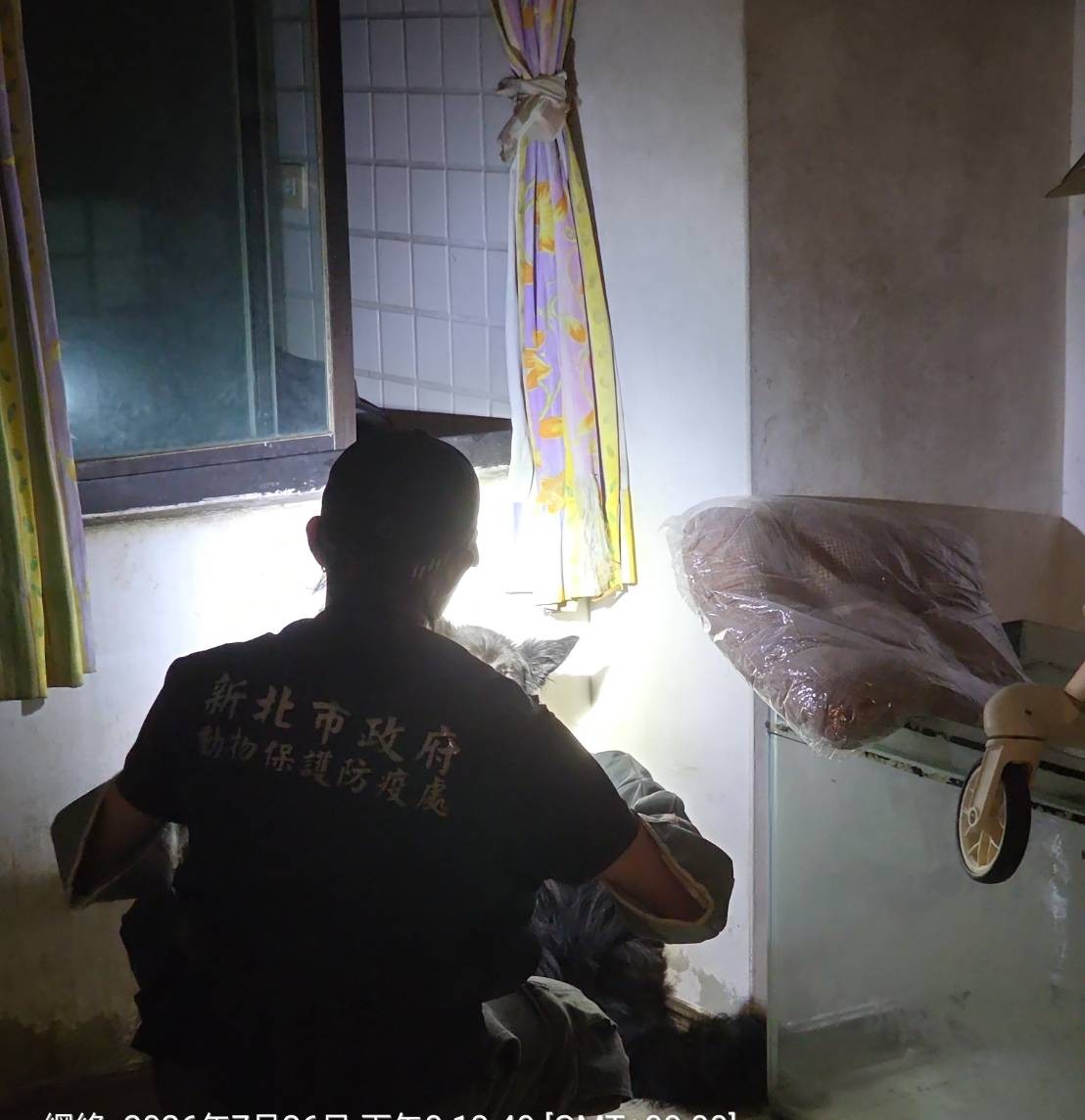 動保處人員正在稽查淡水租屋犬隻登記狀況