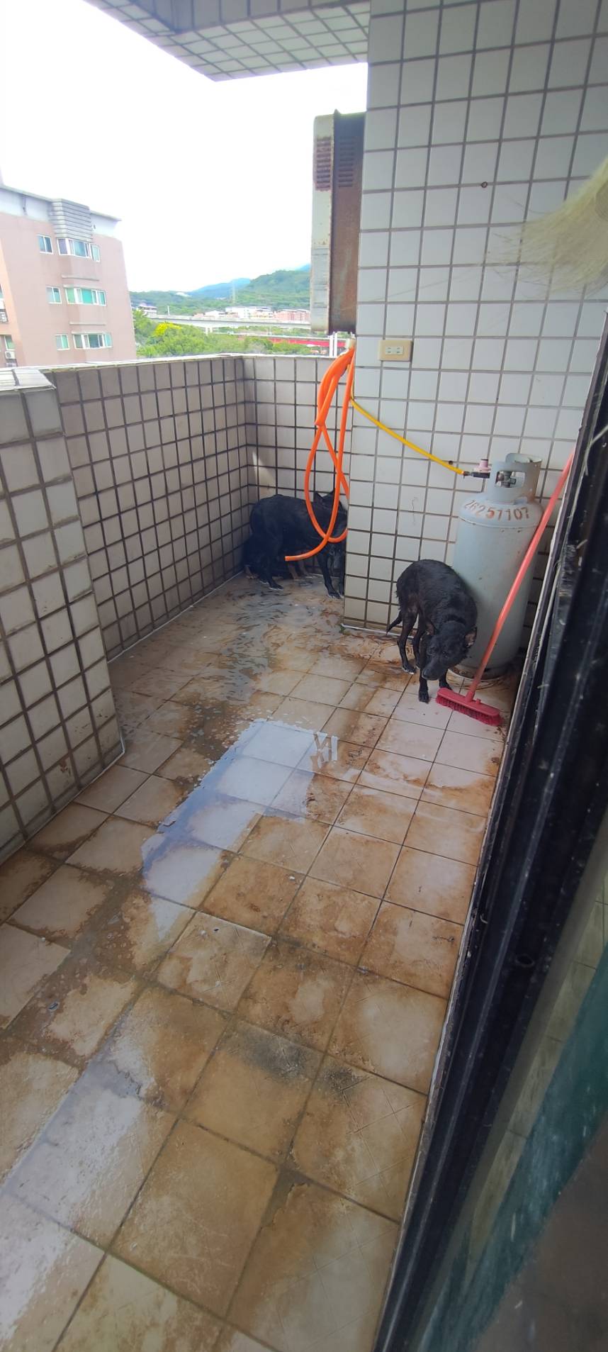 淡水租屋處租客遺留多隻黑犬且環境不佳