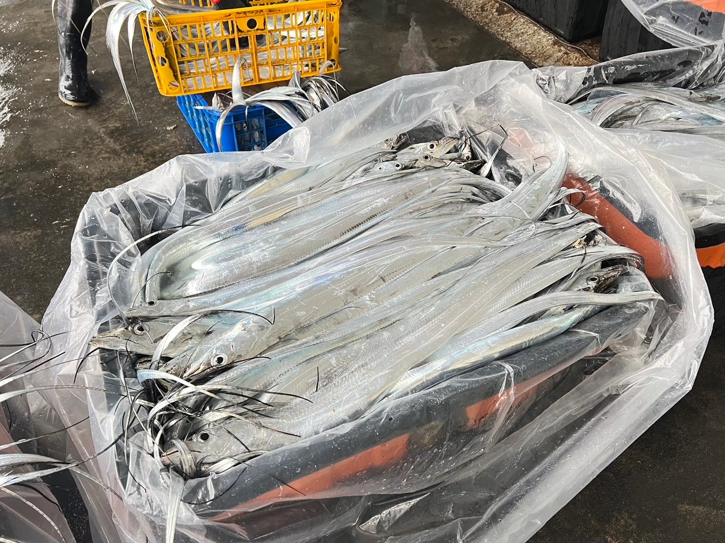 新鮮捕撈的白帶魚整齊集中盛裝，閃亮的魚體展現漁獲的新鮮與豐收