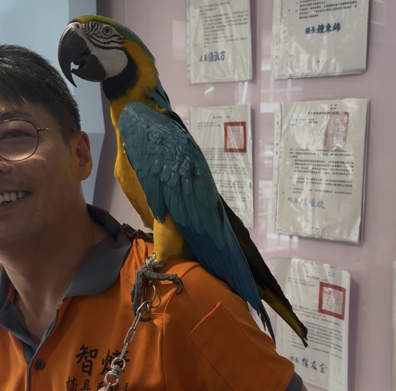 民眾領回的金剛鸚鵡