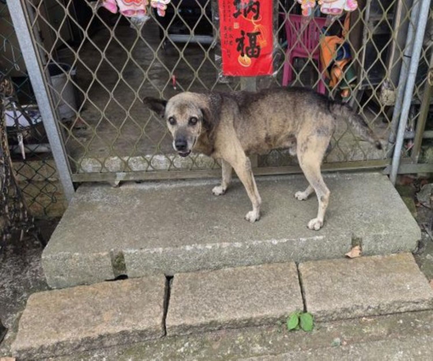 調查人員進行家戶犬隻訪查