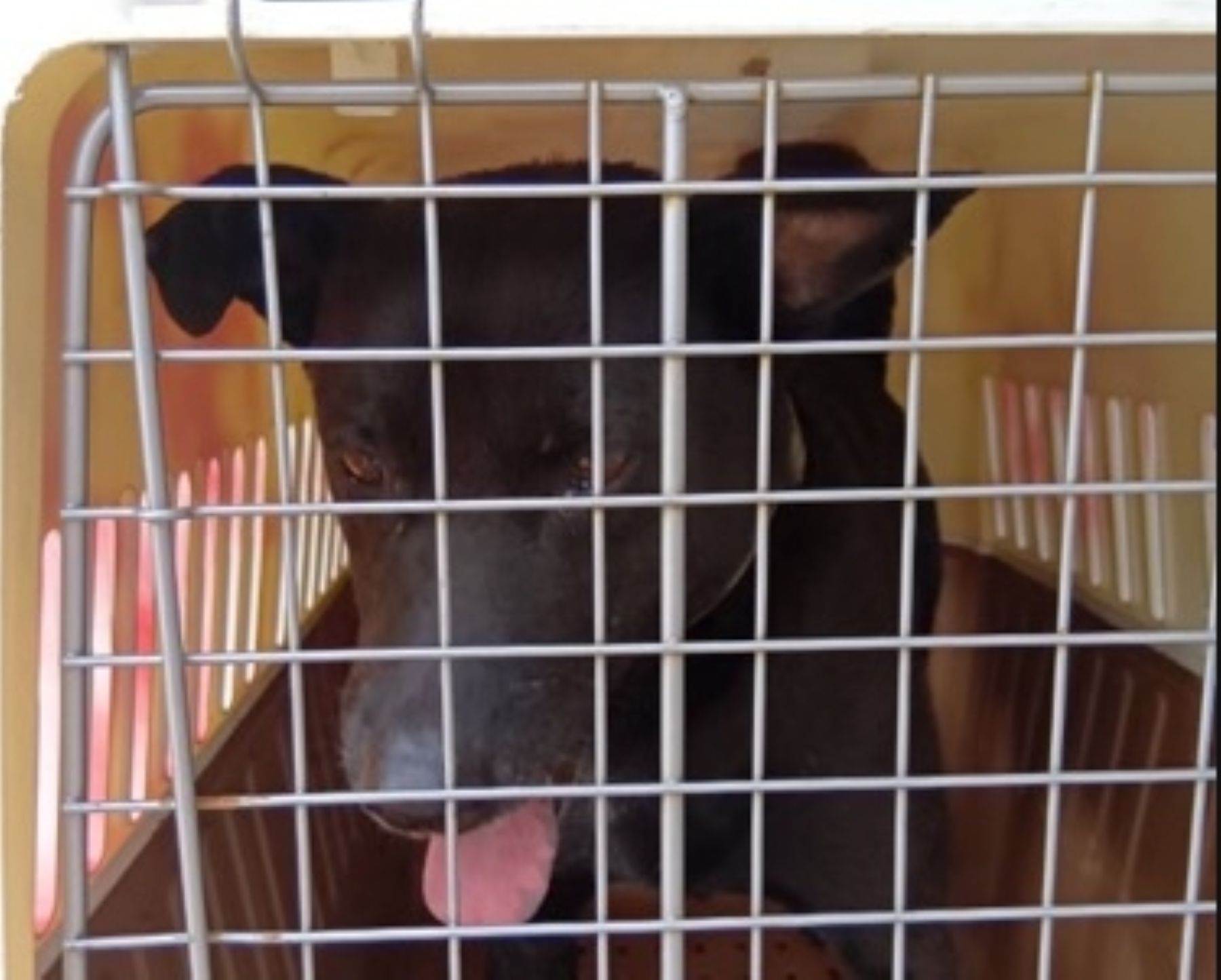 將被送往收容照護的犬隻