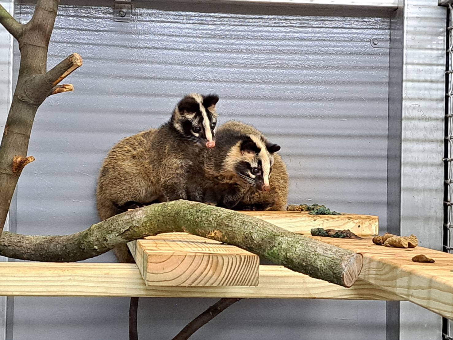 白鼻心斷奶後，轉送至三芝動物之家野生動物救傷中心，進行野化訓練。