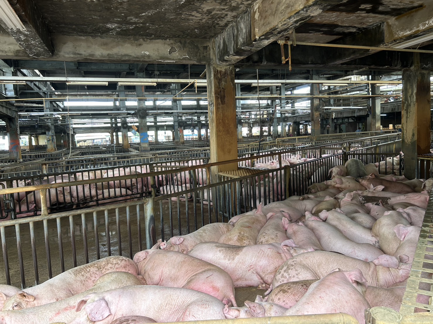 新北市肉品市場持續加強中秋節防疫措施