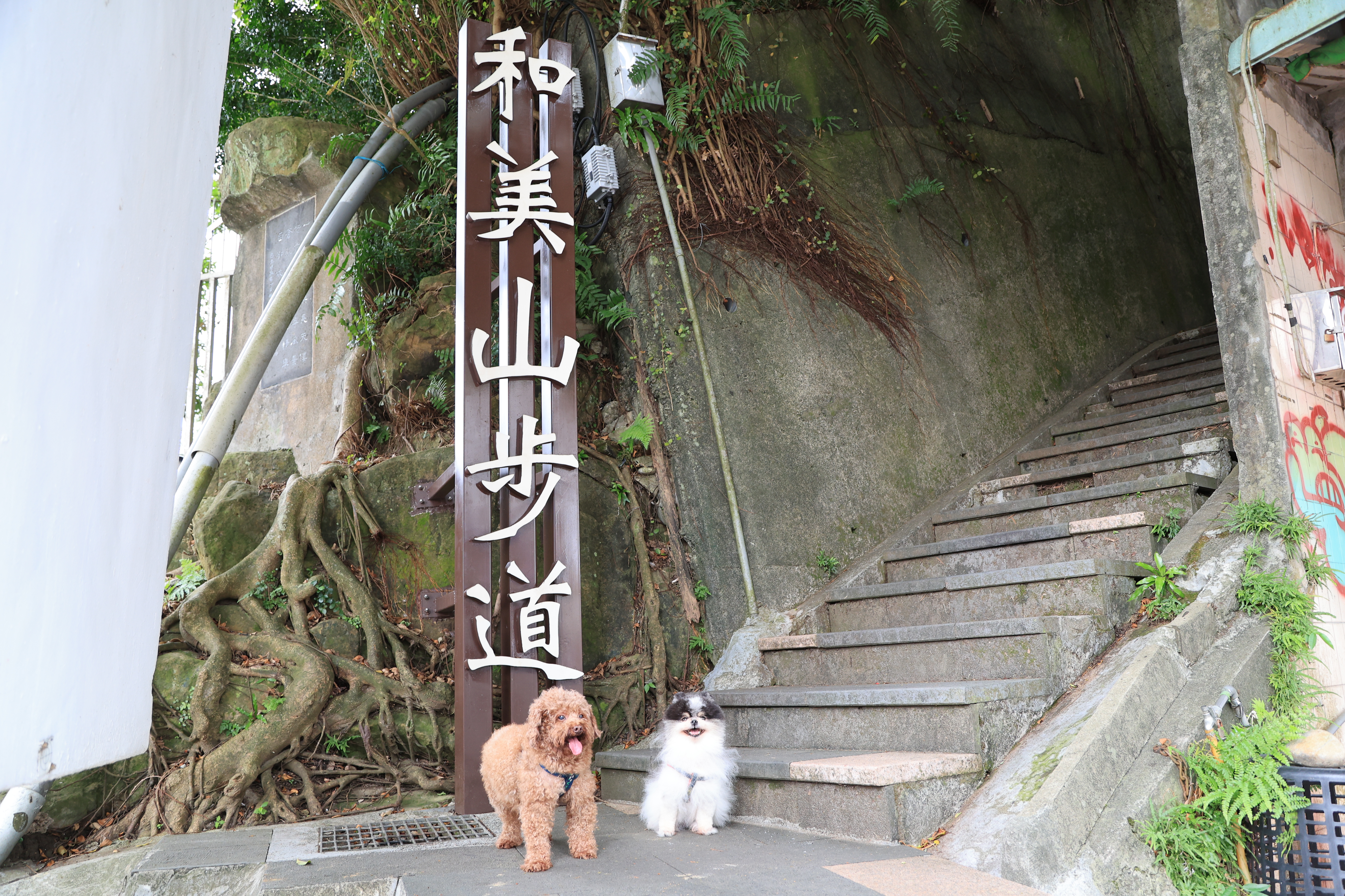  新店區和美山步道適合想挑戰的飼主和毛寶貝