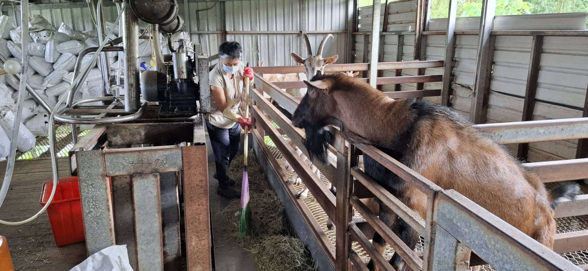 羊隻飼養每天都要仔細的清掃，才能避免疾病的發生