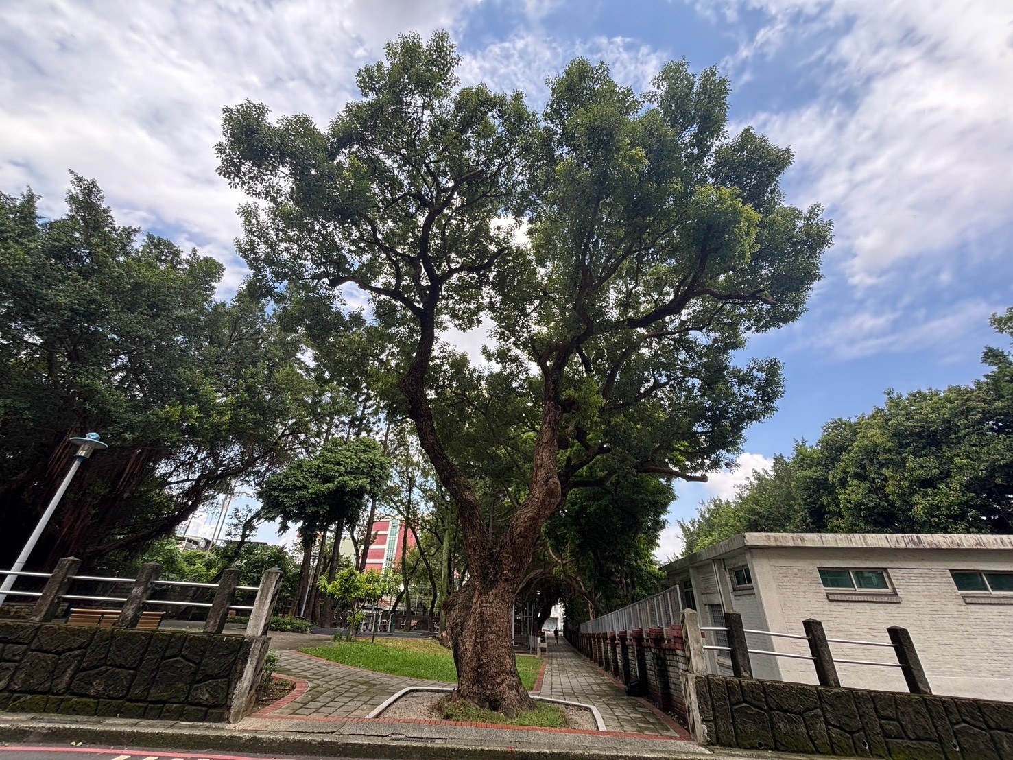 中和嘉新公園入口處-樟樹認列為珍貴樹木