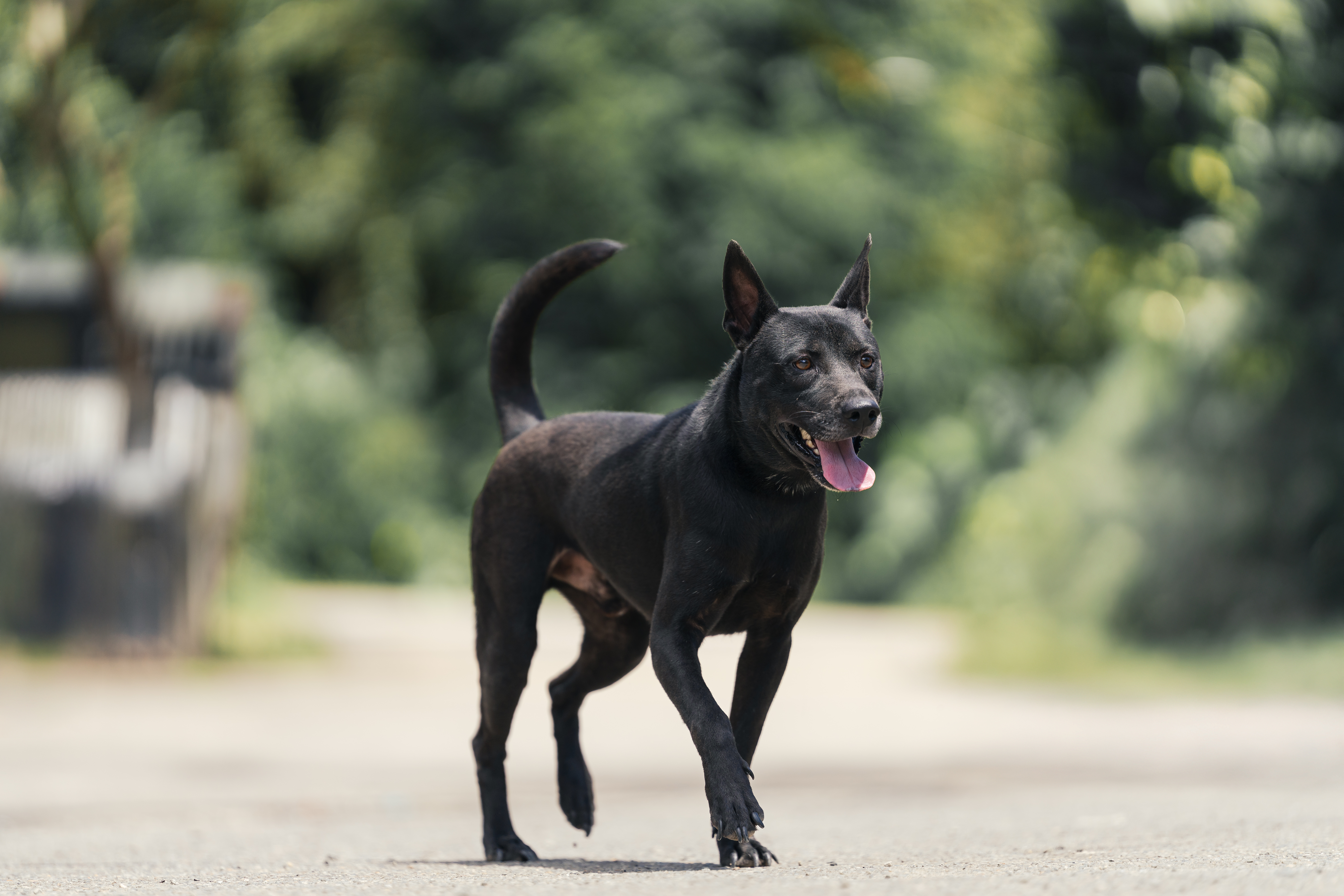 中和暖男系「兜兜」