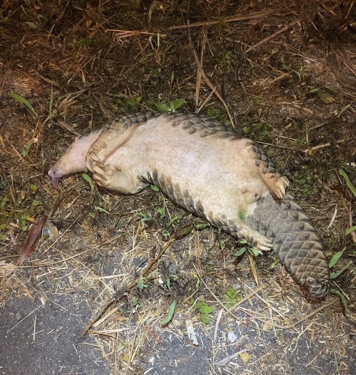 民眾通報遭路殺穿山甲。