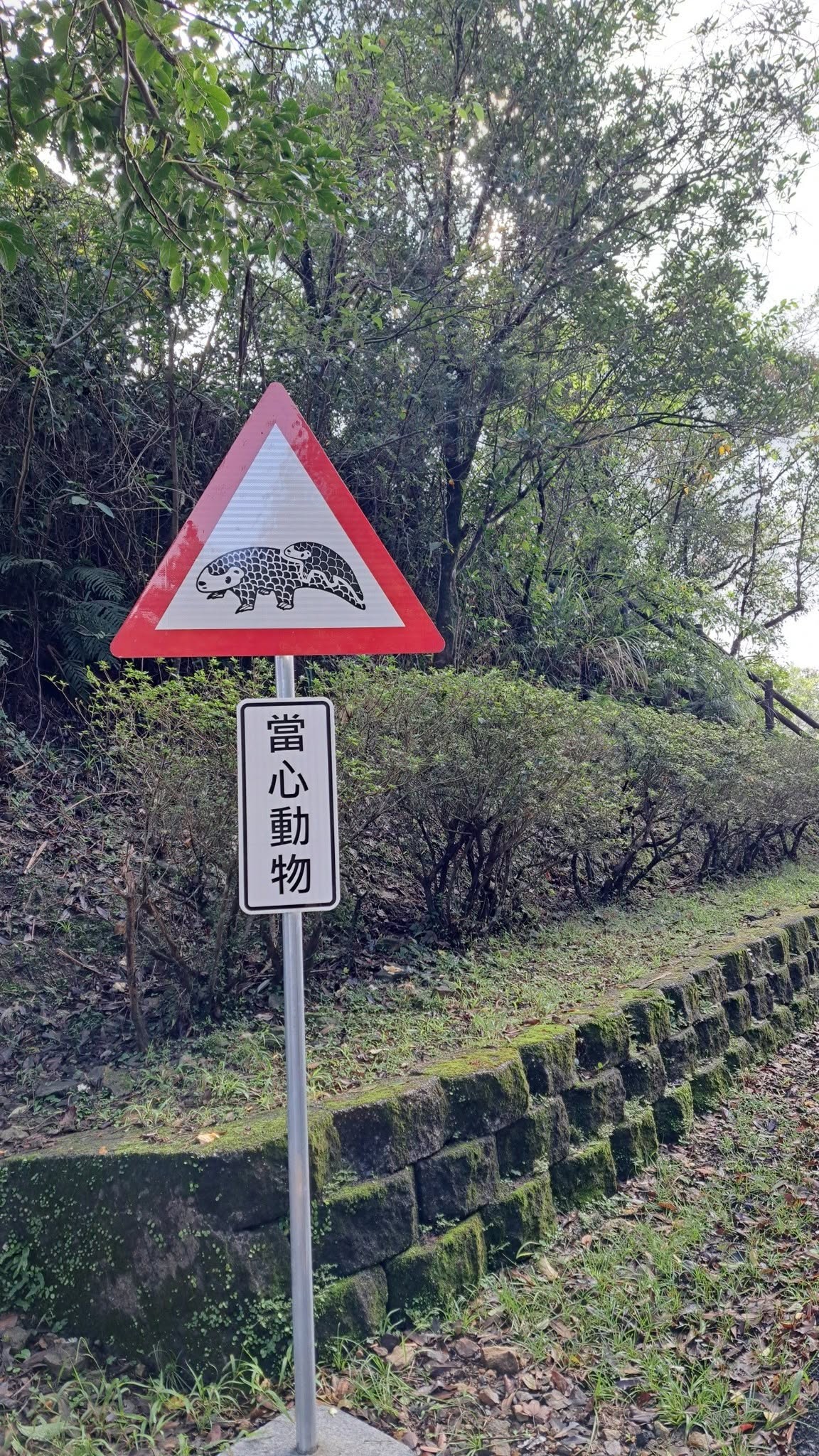  於汐止區以穿山甲設道路警示牌。