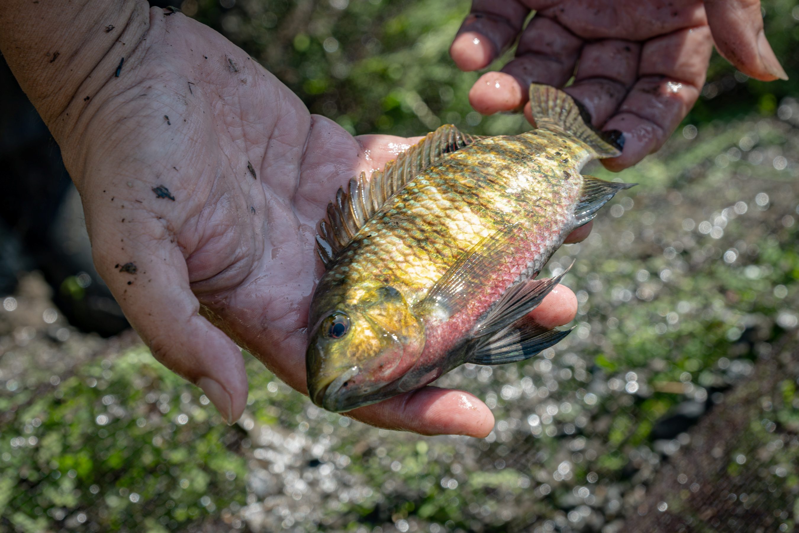 吉利慈鯛(又稱吉利吳郭魚)