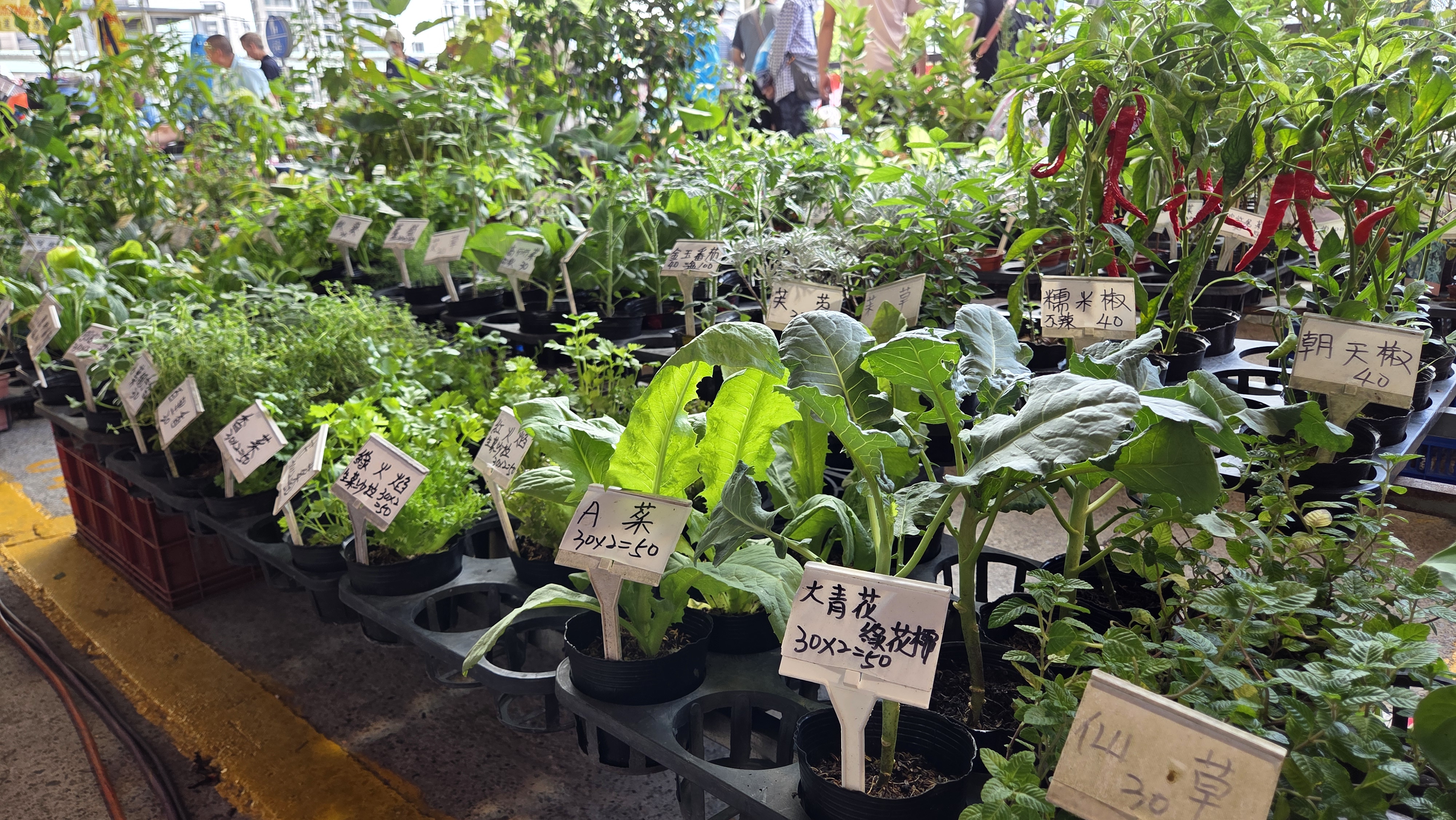  各式蔬菜與香草植栽綠意滿滿，逛市集也能把田園好滋味帶回家