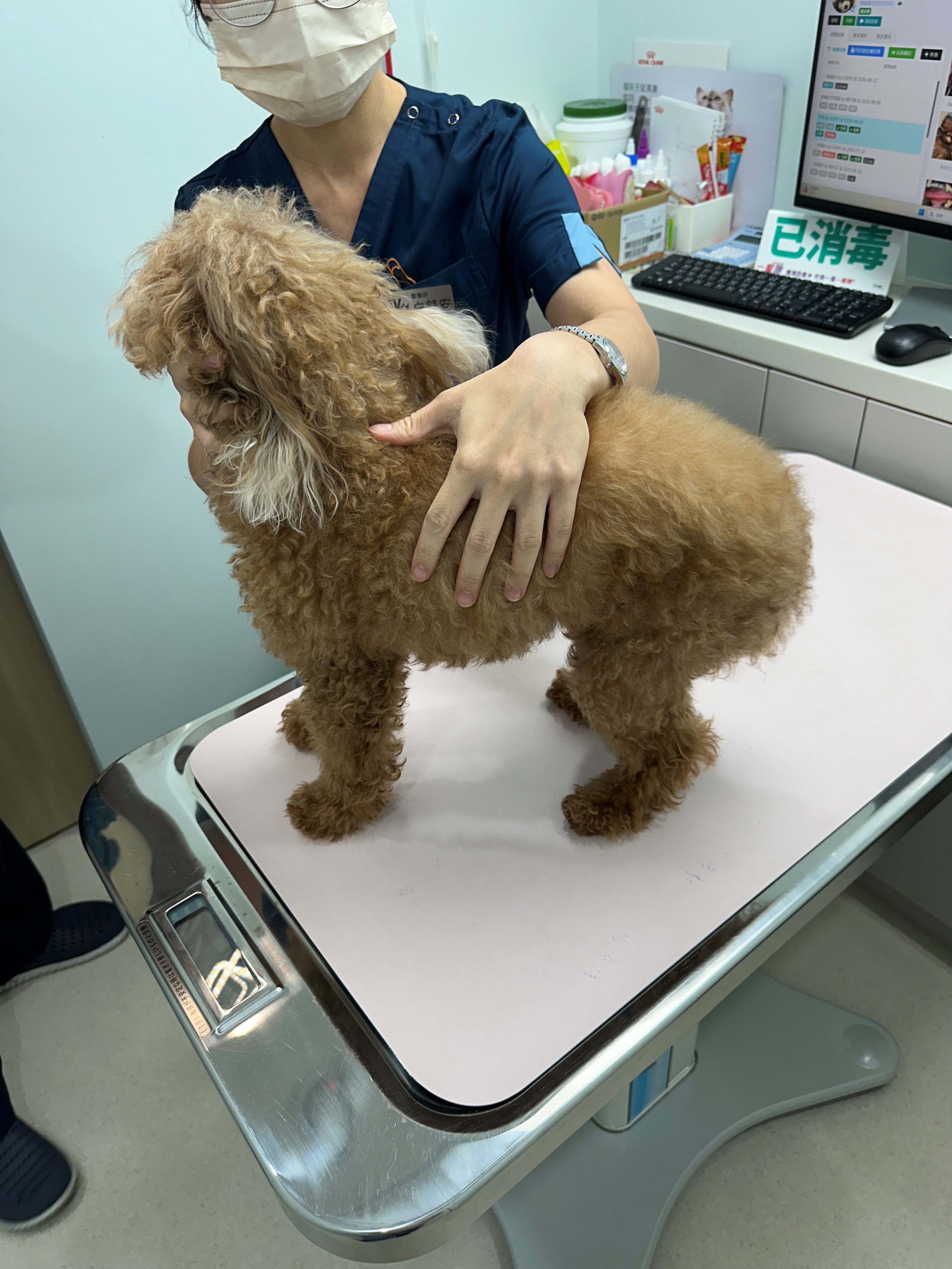  獸醫師檢查動物健康狀況，並依動物病情評估後續醫療及照護需求。